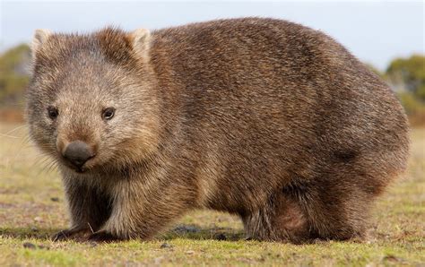 wonbet|Wombat .